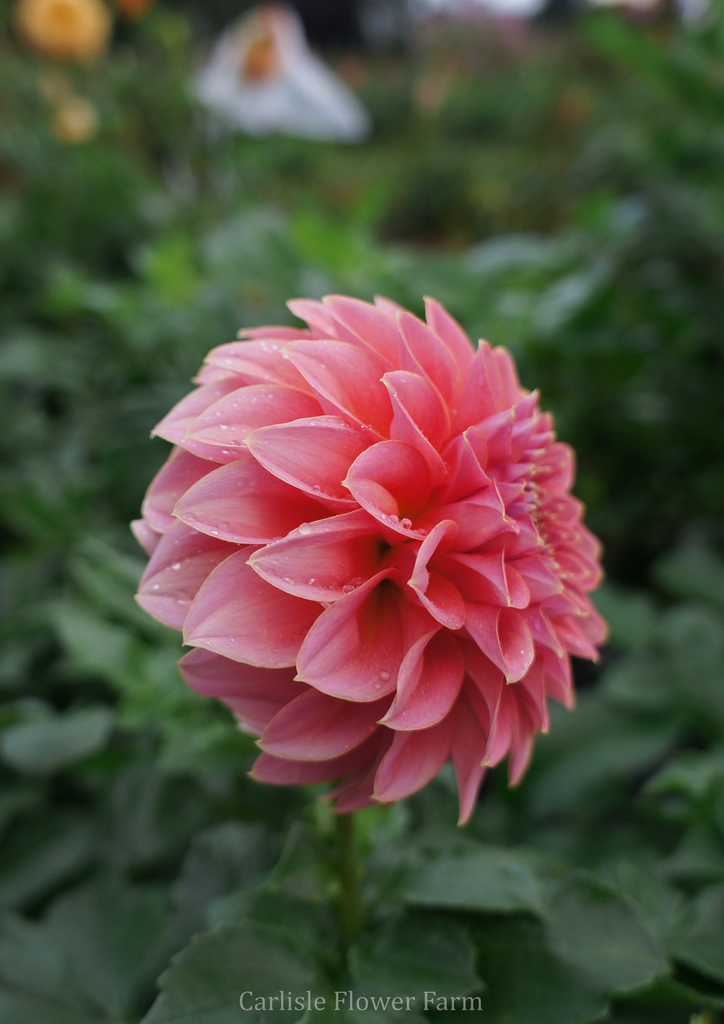 Lee's Mauva Guava