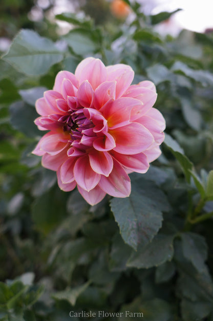Lee's Mauva Guava