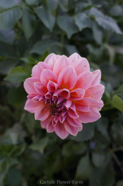 Lee's Mauva Guava