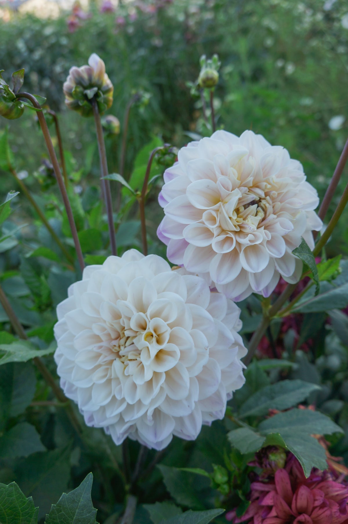 La Bohème Tuber