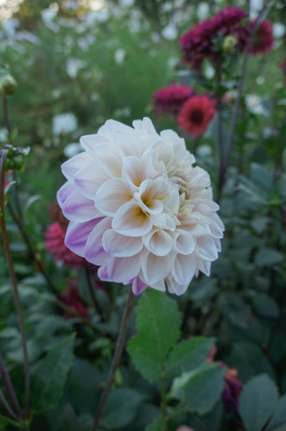 La Bohème Tuber