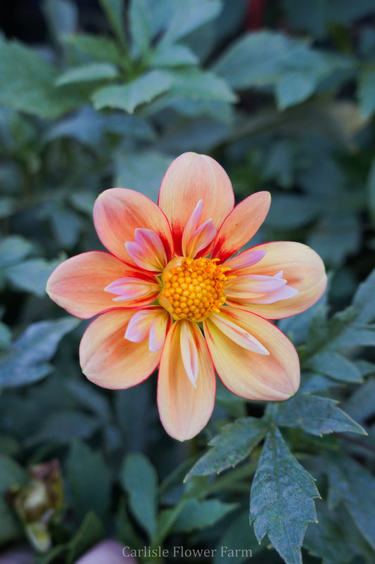 Oakridge Sunburst