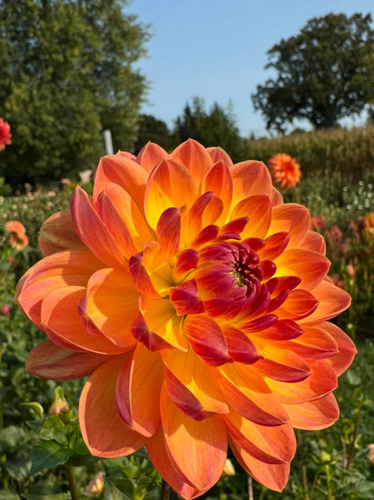 Pam Howden