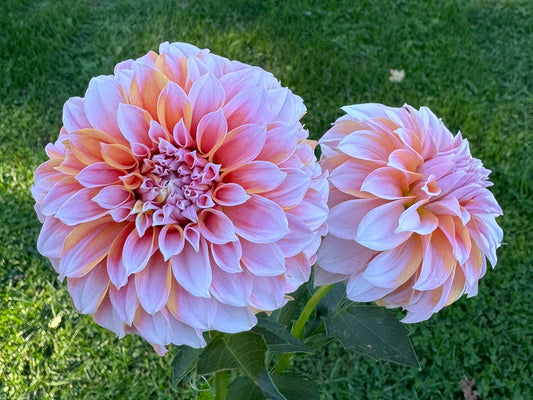 Peaches N' Cream