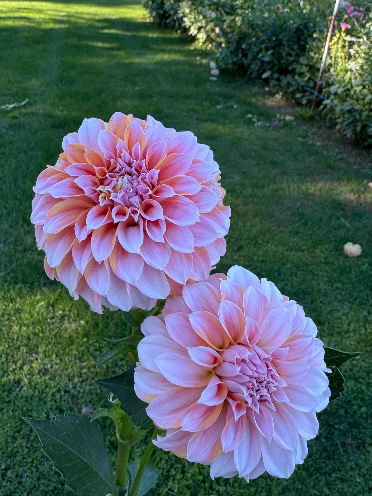 Peaches N' Cream