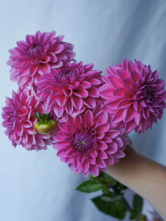 Pink Sylvia (Sandra)