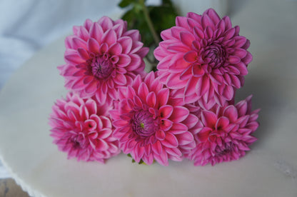 Pink Sylvia (Sandra)