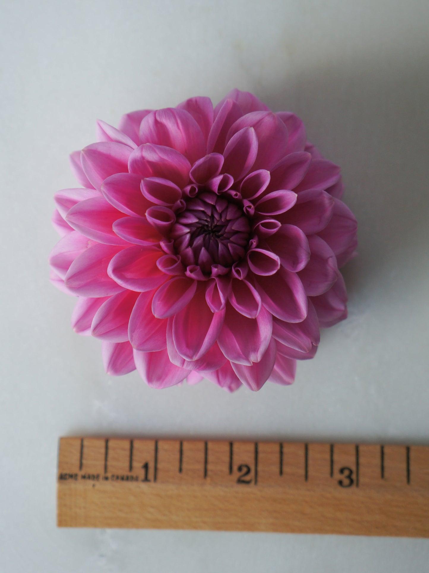 Pink Sylvia (Sandra)