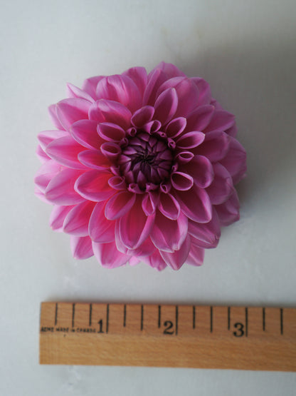 Pink Sylvia (Sandra)
