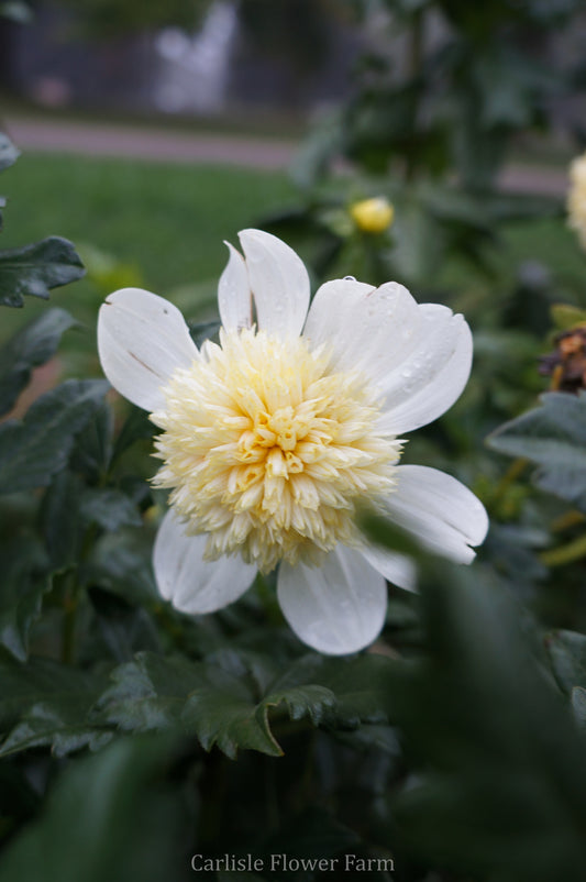 Platinum Blonde