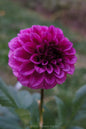 RM Berry Bliss Cutting