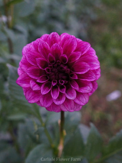 RM Berry Bliss Cutting