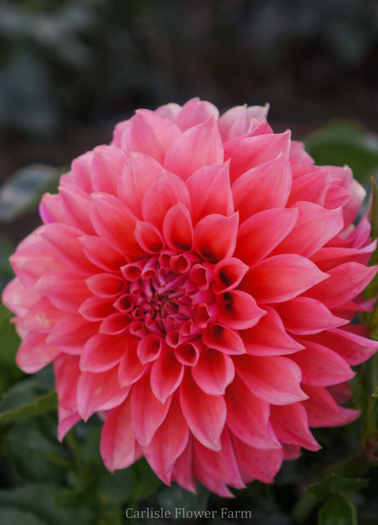 RM Pink Sugar