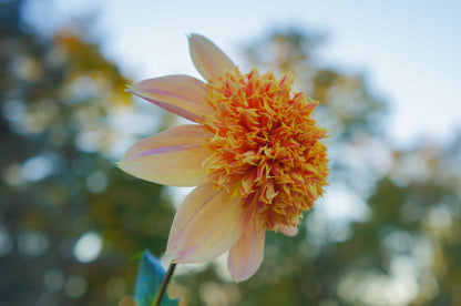Sandia Brocade