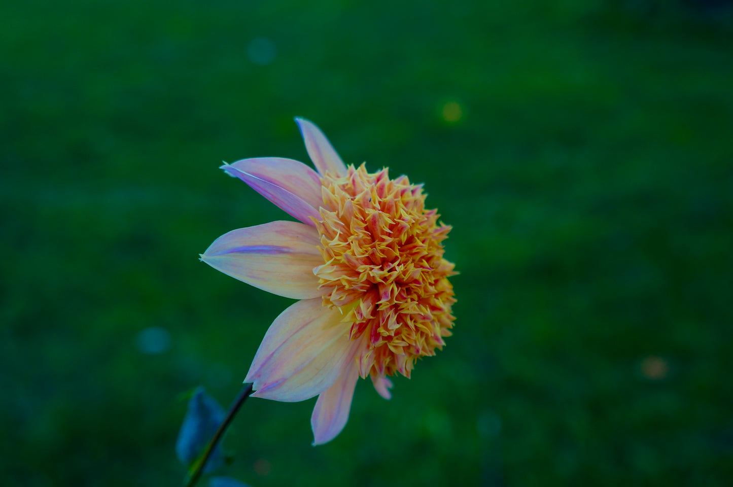 Sandia Brocade