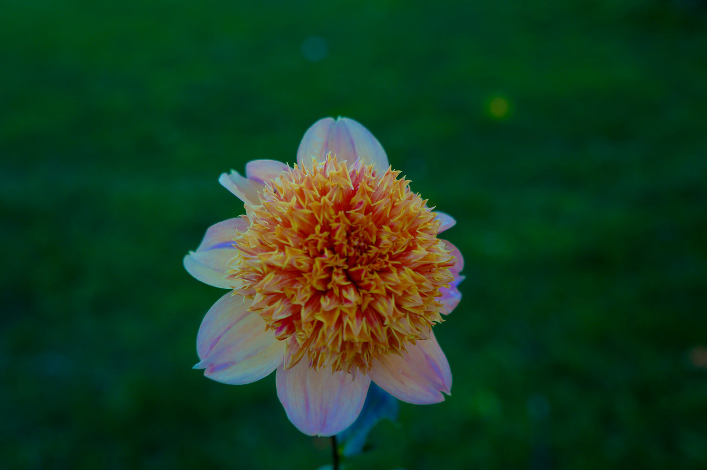 Sandia Brocade