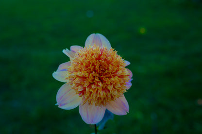 Sandia Brocade
