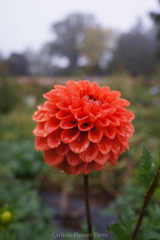 Tahoma Amble