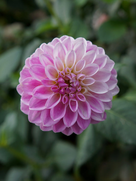 Tahoma Kelli