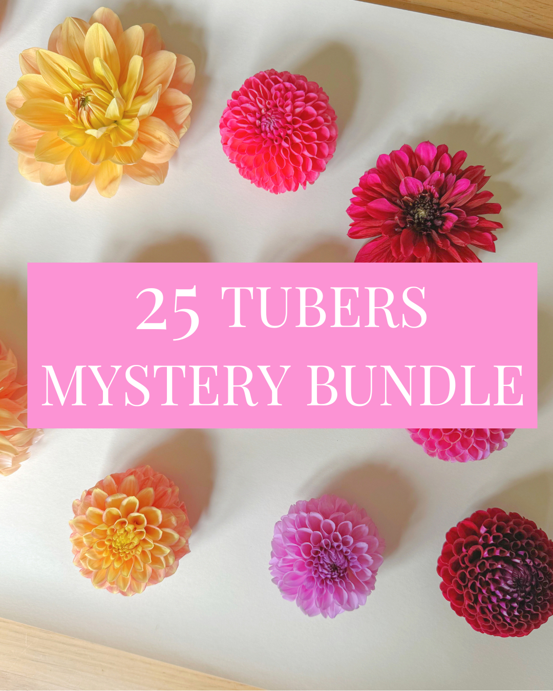 25 Tubers Mystery Bundle