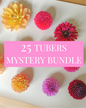 25 Tubers Mystery Bundle