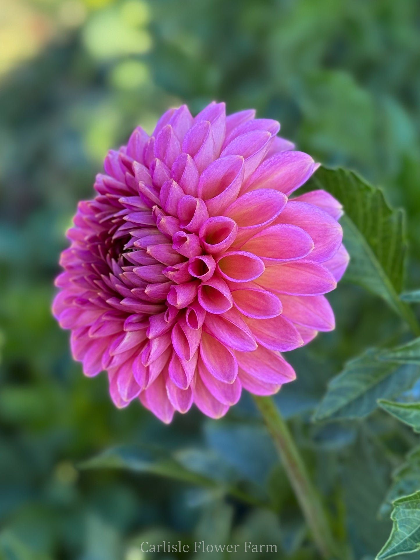 Westerton Pearl