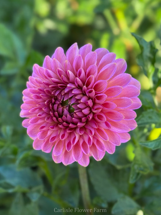 Westerton Pearl