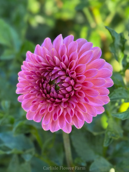 Westerton Pearl