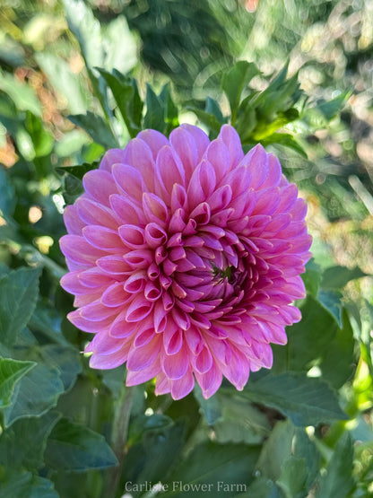 Westerton Pearl
