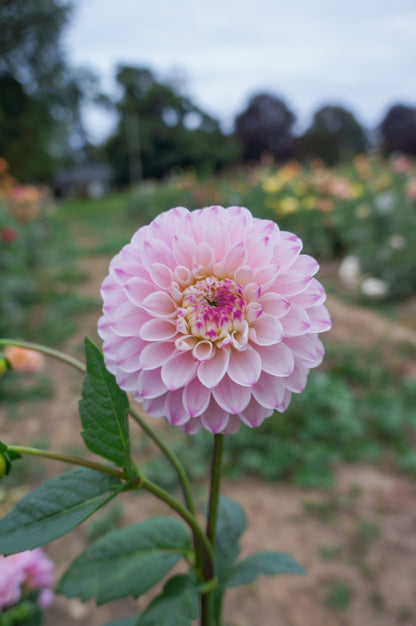 BBG Fairy Cake Tuber