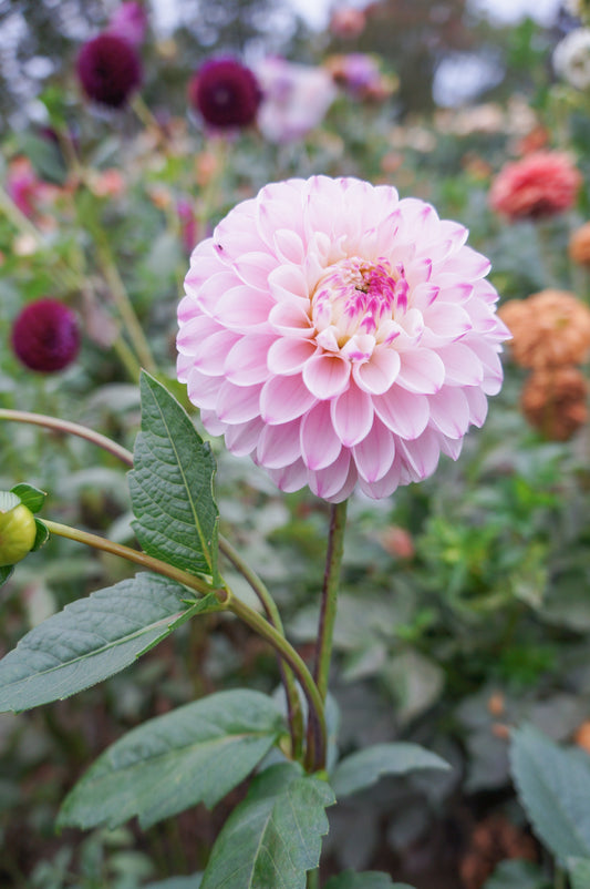 BBG Fairy Cake Tuber