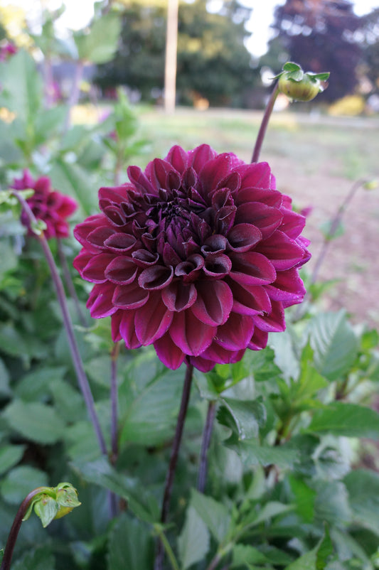 Bloomquist Plum Tuber