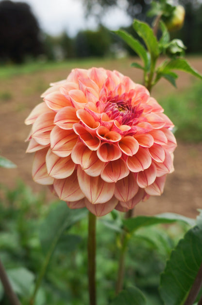 Carpe Dahlia Summer Blush Tuber
