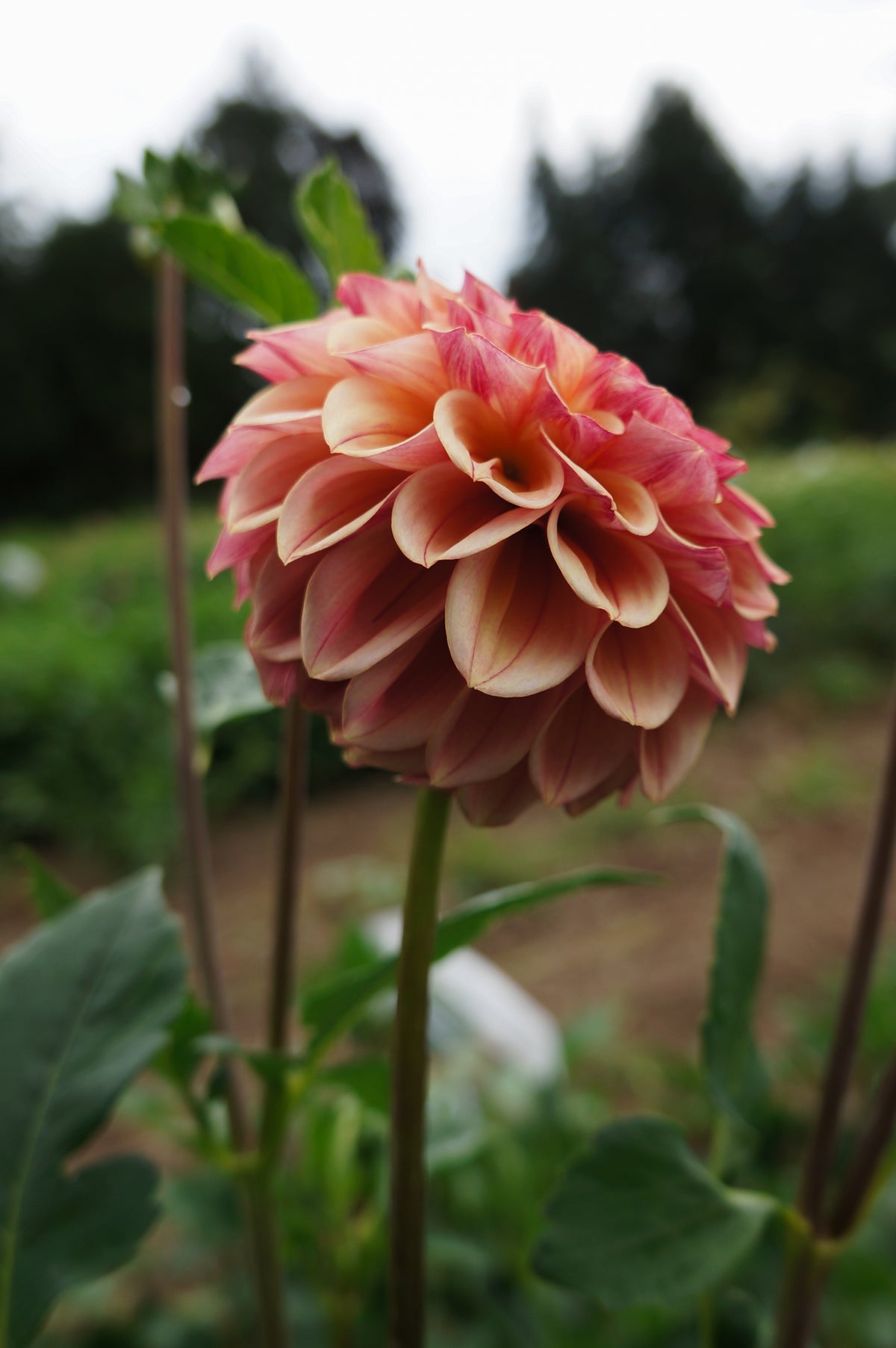 Carpe Dahlia Summer Blush Tuber