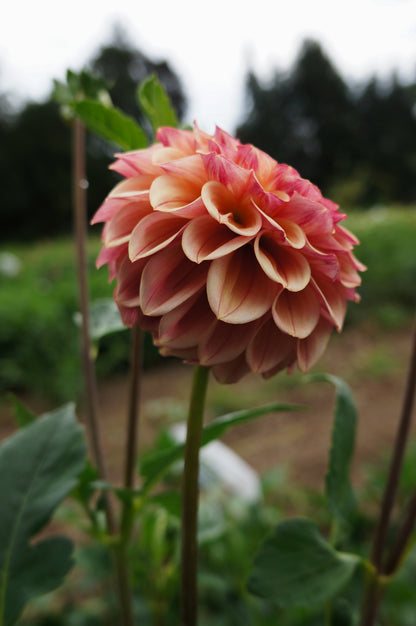 Carpe Dahlia Summer Blush Tuber