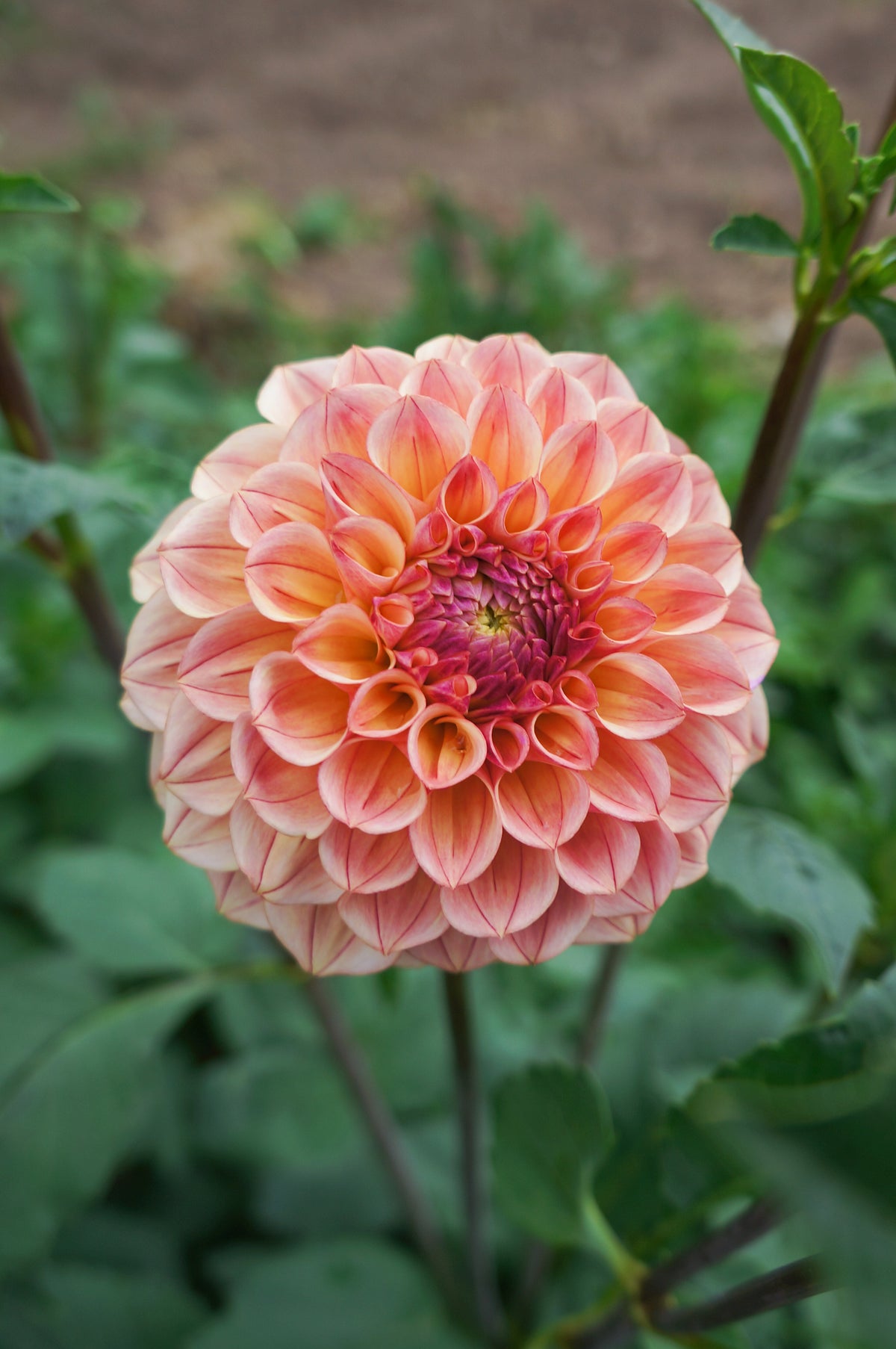 Carpe Dahlia Summer Blush Tuber