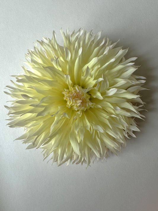 Citron du Cap