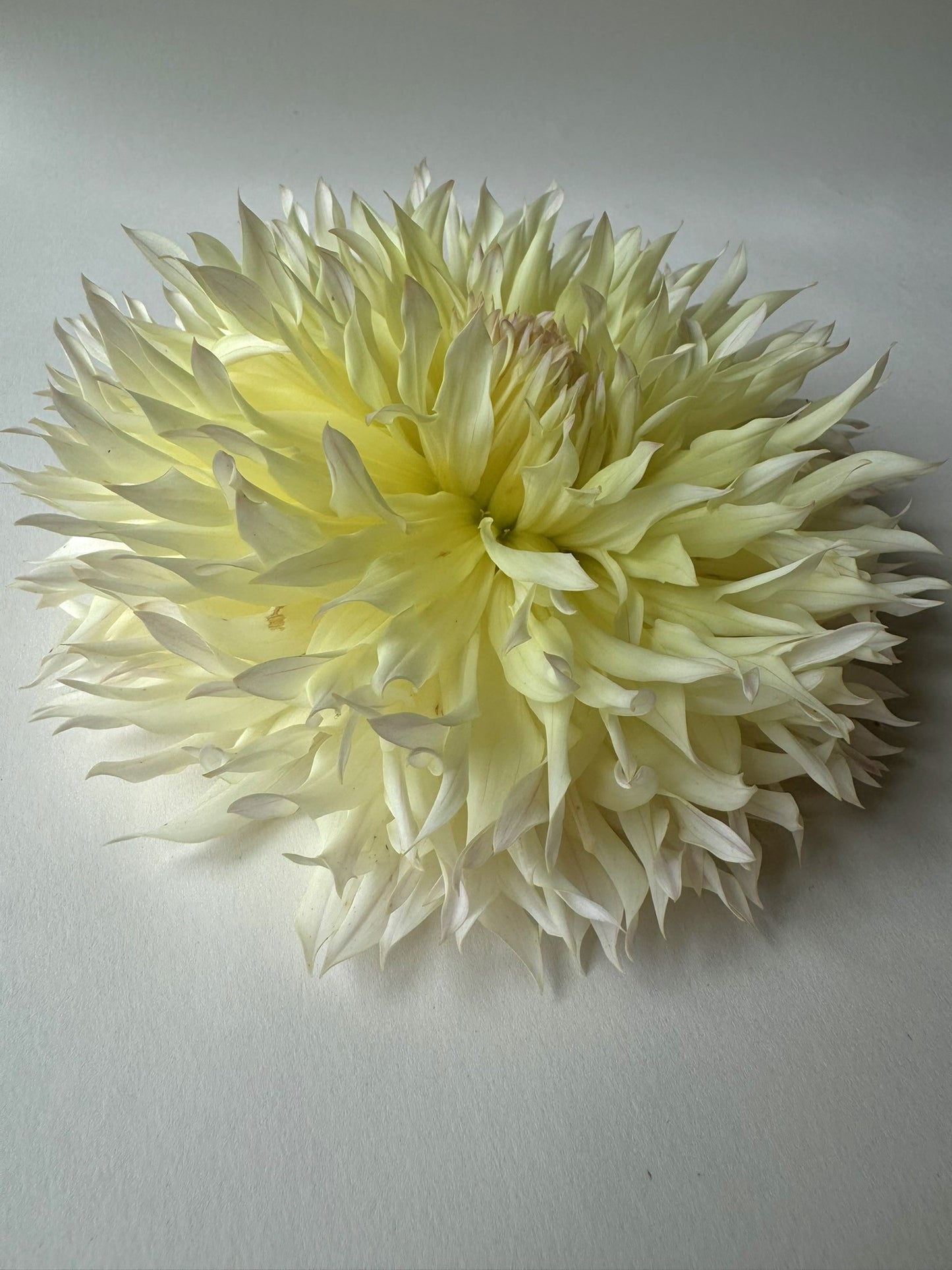 Citron du Cap