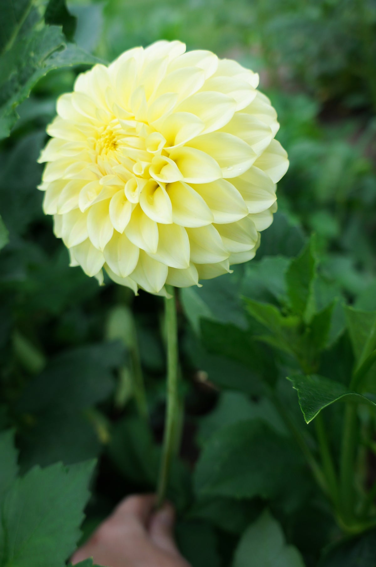 Coorabell Texas Tuber 🇦🇺