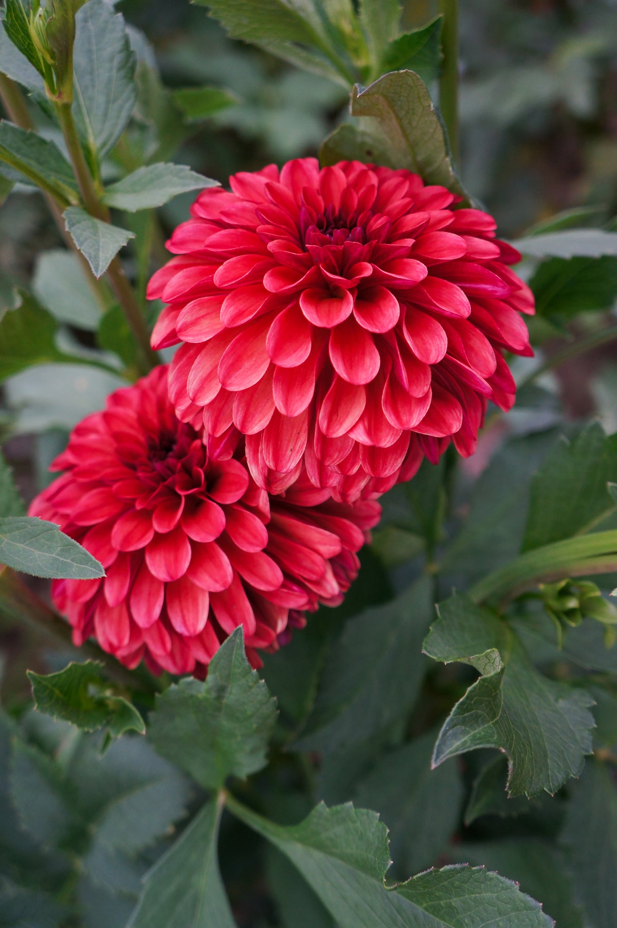 Ferncliff Cinnamon Tuber