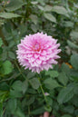 Ferncliff Danube Tuber