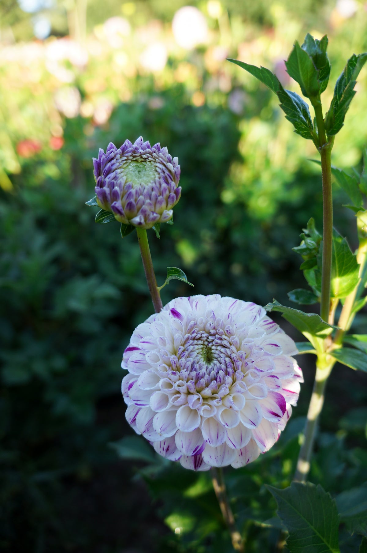 Ferncliff Tango Tuber