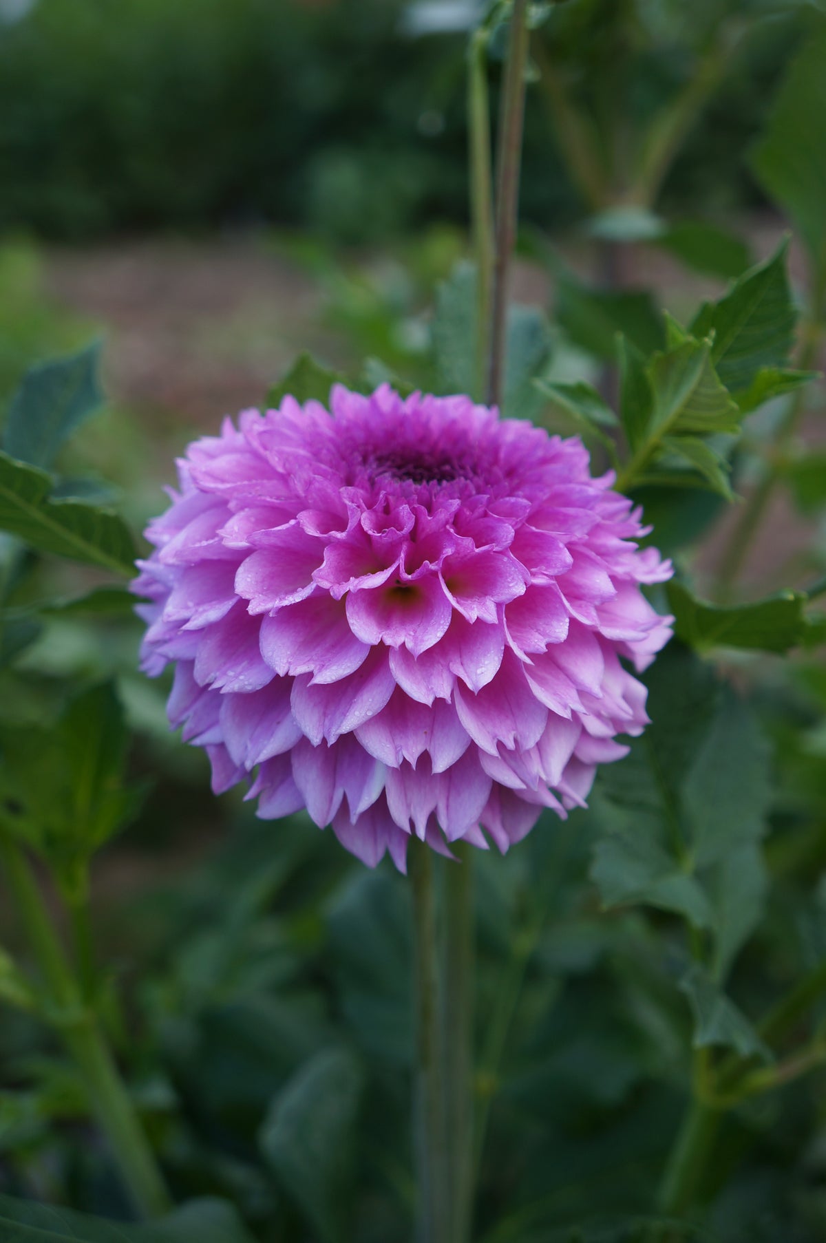 Ferncliff Pincushion Tuber