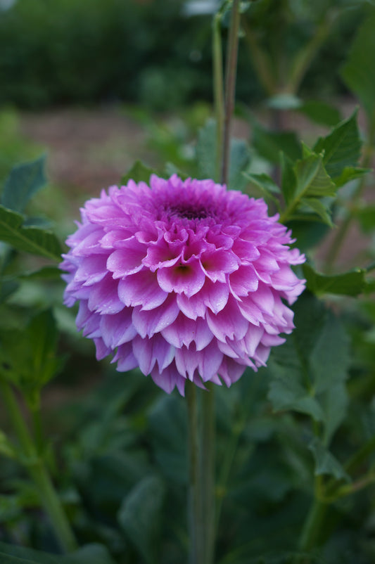 Ferncliff Pincushion Tuber