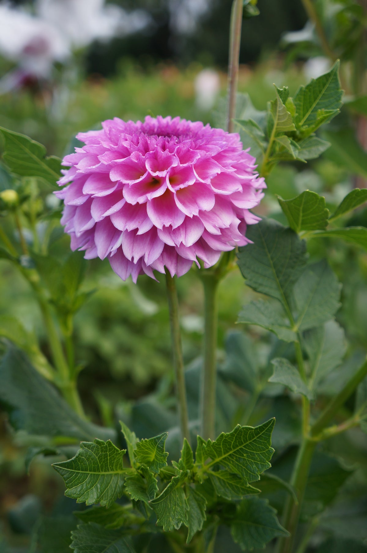 Ferncliff Pincushion Tuber