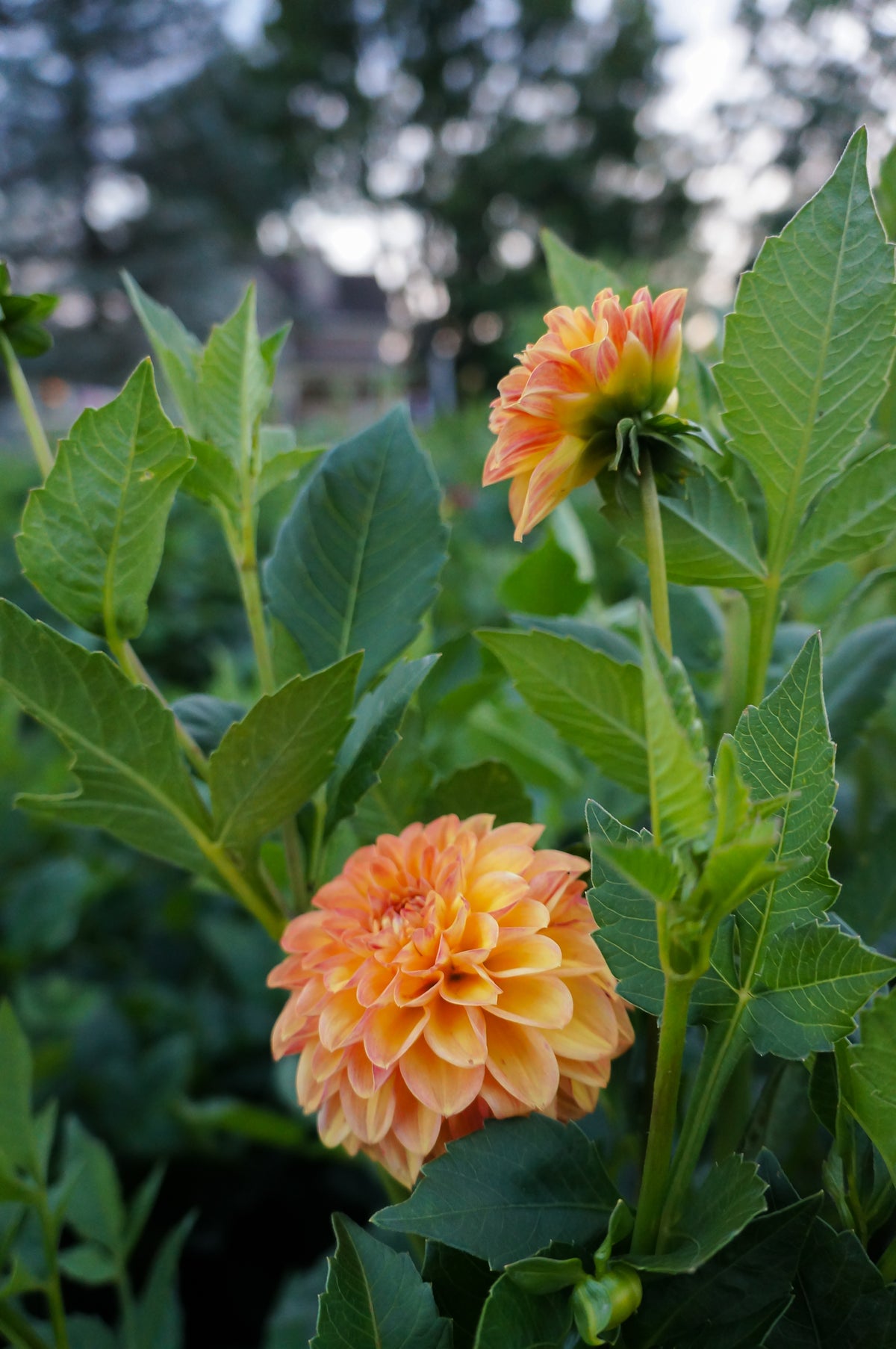 Florelie Mandarin Tuber 🇦🇺
