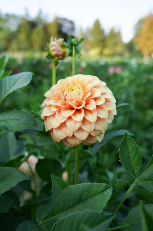 Florelie Duckling Tuber 🇦🇺