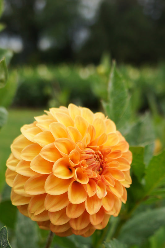 Florelie Mandarin Tuber 🇦🇺