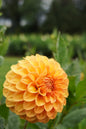Florelie Mandarin Tuber 🇦🇺