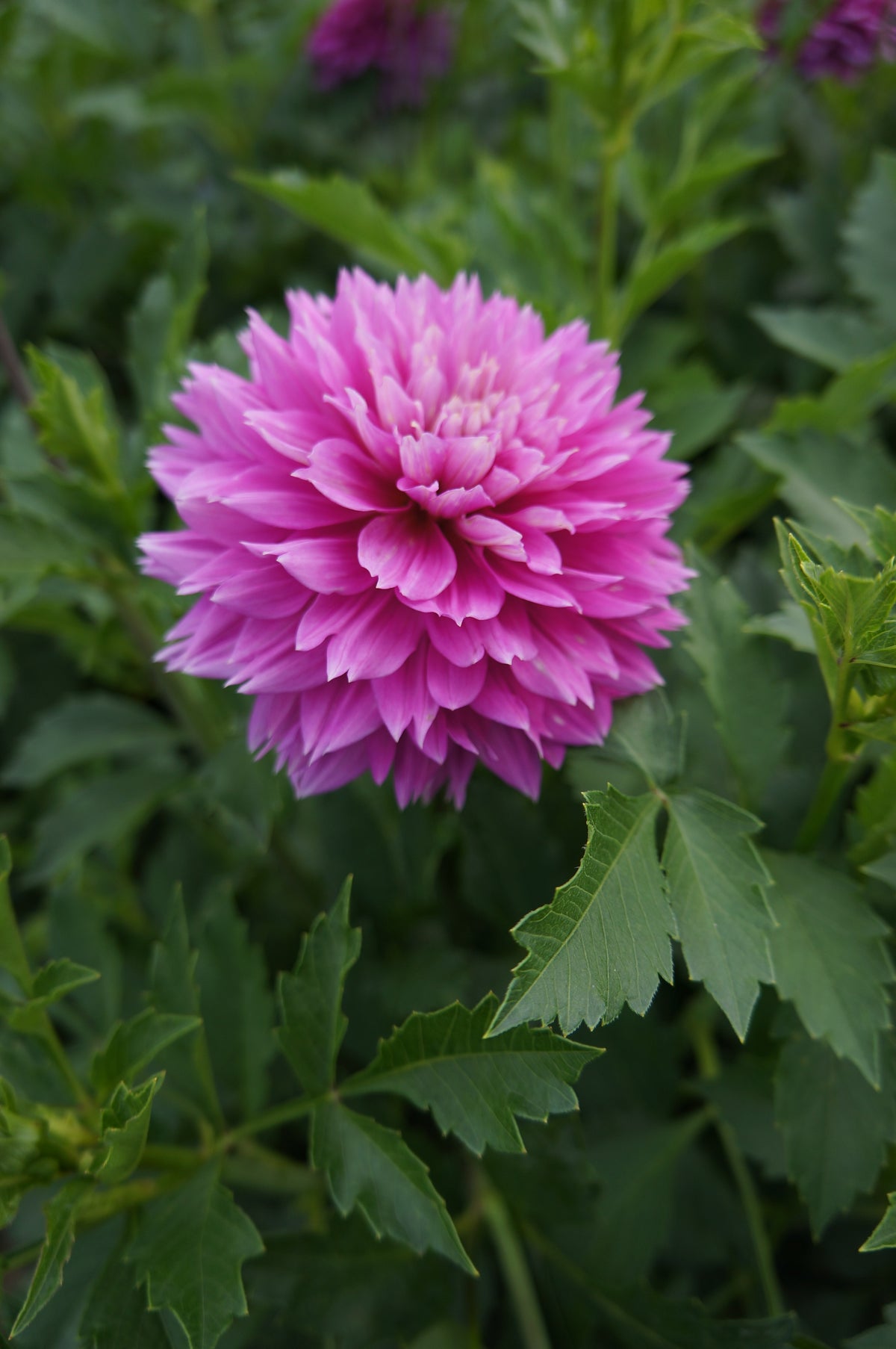 Florelie Tutu Tuber 🇦🇺